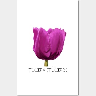 Purple Tulip Genus Print Posters and Art